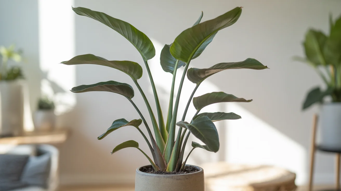 Bird of Paradise with tall upright paddle leaves in a bright indoor room