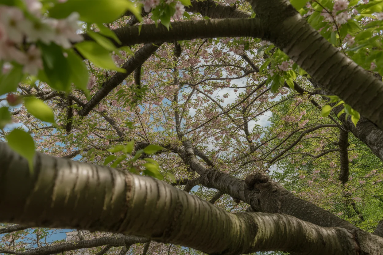 Close view of cherry blossom branches with clustered pink flowers and bare spring twigs