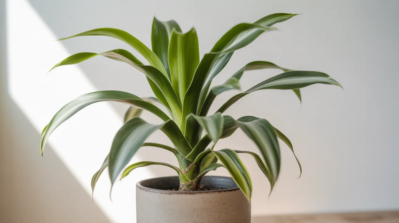 Woody Dracaena cane topped by a dense crown of broad green and yellow-striped leaves