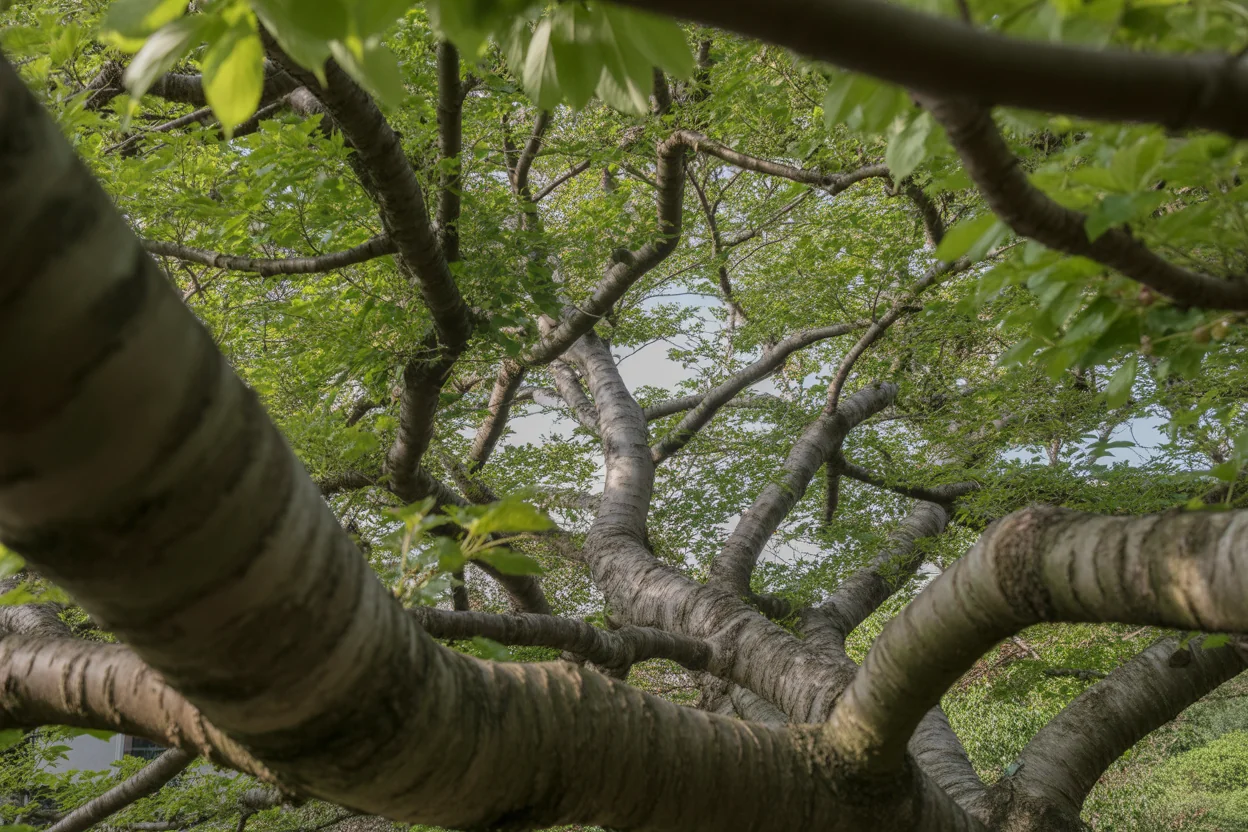 Close view of Japanese cherry blossoms on ornamental branches in spring