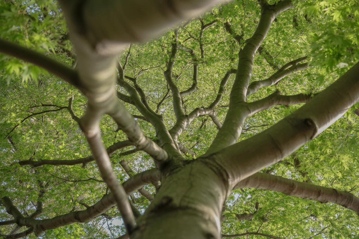 Close view of Japanese maple foliage showing delicate lobed leaves and layered branching