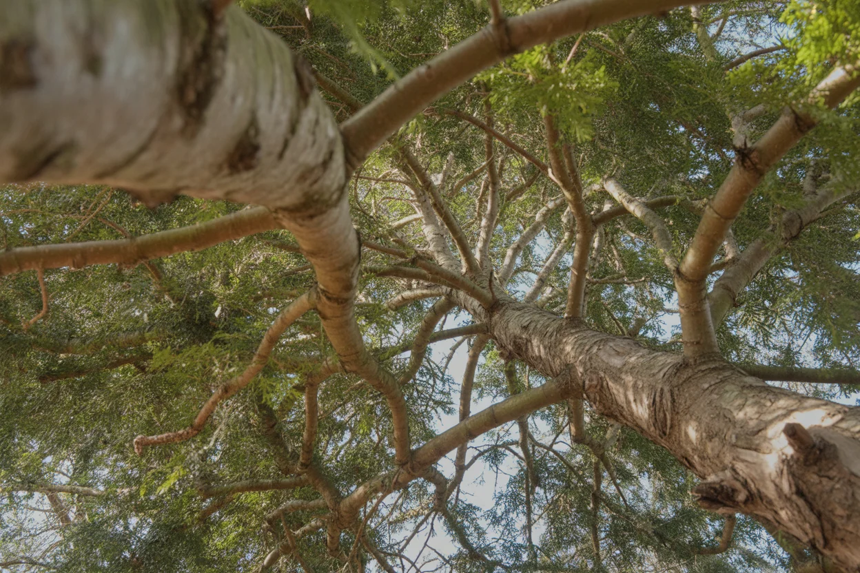 Close view of dense juniper foliage with blue berry-like cones on a mature branch