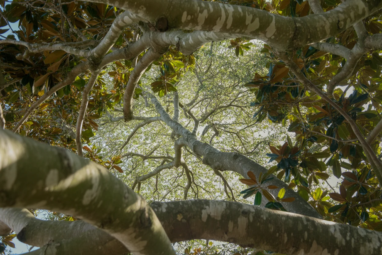 Close view of southern magnolia leaves with rusty undersides and a creamy white bloom