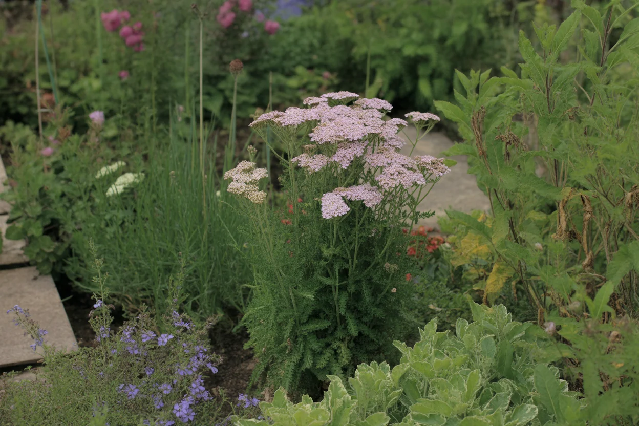 Yarrow clump with ferny leaves and flat flower heads showing dry-site spacing